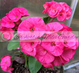 Euphorbia Milii GOOD LUCK Corona de Cristo Corona de Cristo Succulent Tropicals