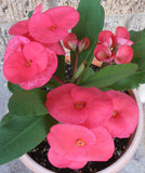 Euphorbia MIlii LUCKY PINKY Crown of Thorns Corona de Cristo