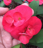 Euphorbia MIlii LUCKY PINKY Crown of Thorns Corona de Cristo