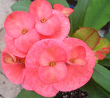 Euphorbia MIlii LUCKY PINKY Crown of Thorns Corona de Cristo