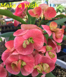 Euphorbia Milii MAKE A WISH Crown of Thorns Corona de Cristo Cactus/Succulents Tropicals