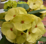 Euphorbia Milii SABRINA Crown of Thorns Corona de Cristo Succulent Giant