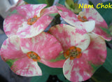 Euphorbia Milii NAMCHOK (Dream Land) Crown of Thorns Corona de Cristo Cactus/Succulent