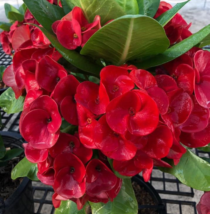 millionaire plant succulent Euphorbia Milii NEW MILLIONAIRE Crown of Thorns Corona De Cristo – Euphorbia Milii Garden (Crown Of Thorns)