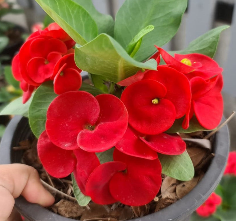 millionaire plant succulent Euphorbia Milii NEW MILLIONAIRE Crown of Thorns Corona De Cristo –  Euphorbia Milii Garden (Crown Of Thorns)