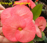 Euphorbia Milii ORANGE TANGERINE Crown of Thorns Corona De Cristo Cactus Poysean Thai Hybrid