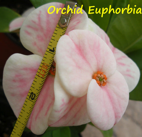 Euphorbia Milii ORCHID EUPHORBIA Crown Of Thorns Corona de Cristo Cactus Succulents Tropicals