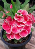 Euphorbia Milii QUEEN OF LUCK Crown of Thorns Corona De Cristo Poysean Thai Hybrid