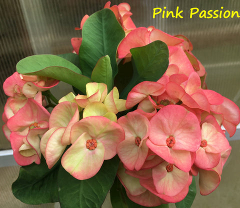 Euphorbia Milii PINK PASSION Crown of Thorns Corona de Cristo