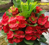 Euphorbia Milii RED MILLIONAIRE Crown of Thorns Corona d’Cristo Poysean Succulent Tropical