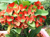 Euphorbia Milii RED MILLIONAIRE Crown of Thorns Corona d’Cristo Poysean Succulent Tropical