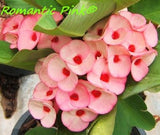 Euphorbia Milii ROMANTIC PINK Crown of Thorns Corona de Cristo