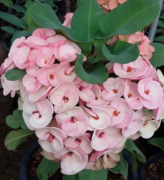 millionaire succulent Euphorbia Milii PINK MILLIONAIRE Crown of Thorns Corona de Cristo – Euphorbia Milii Garden (Crown Of Thorns)