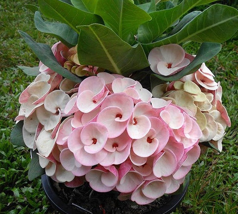 millionaire succulent Euphorbia Milii PINK MILLIONAIRE Crown of Thorns Corona de Cristo – Euphorbia Milii Garden (Crown Of Thorns)