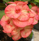 Euphorbia Milii SAFARI SUNSET Crown of Thorns Corona de Cristo Giant