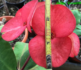 Euphorbia Milii SAFARI SUNSET Crown of Thorns Corona de Cristo Giant