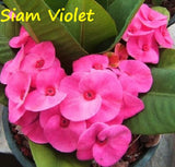 Euphorbia Milii SIAM VIOLET Crown of Thorns Corona de Cristo