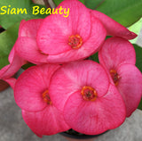 Euphorbia Milii SIAM BEAUTY Crown of Thorns Corona de Cristo Succulent