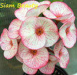 Euphorbia Milii SIAM BEAUTY Crown of Thorns Corona de Cristo Succulent