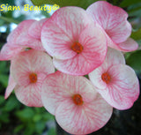 Euphorbia Milii SIAM BEAUTY Crown of Thorns Corona de Cristo Succulent