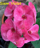 Euphorbia Milii SIAM VIOLET Crown of Thorns Corona de Cristo