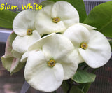 Euphorbia Milii SIAM WHITE Crown of Thorns Corona de Cristo Poysean Succulents Tropicals