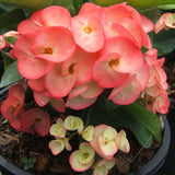 Euphorbia Milii THEP NAREE Crown of Thorns Corona de Cristo Succulent New!