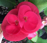 Euphorbia Milii SUNSET BOULEVARD Crown of Thorns Corona de Cristo Succulent