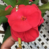Euphorbia Milii SUNSET BOULEVARD Crown of Thorns Corona de Cristo Succulent