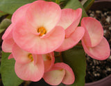 Euphorbia Milii THEP NAREE Crown of Thorns Corona de Cristo Succulent New!