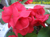 Euphorbia Milii TROPICAL TWIST Crown of Thorns