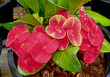 Euphorbia Milii TOP MILLIONAIRE (Yod Sethee) Crown of Thorns Corona de Cristo