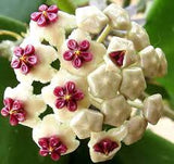 RARE! Wax Plant Hoya Kerrii 'Mediopicta Aurea' Variegated Porcelain Flower Vine Flor de Cera