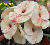 Euphorbia Milii MIDORI Crown of Thorns Corona De Cristo Poysean Thai Hybrid