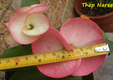 Euphorbia Milii THEP NAREE Crown of Thorns Corona de Cristo Succulent New!