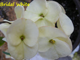 Euphorbia Milii BRIDAL WHITE Crown of Thorns Corona de Cristo Succulent