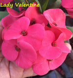 Euphorbia Milii LADY VALENTINE Crown of Thorns Corona De Cristo Poysean Thai Hybrid