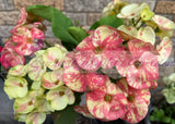 Euphorbia Milii PRECIOUS GOLD Crown of Thorns Corona De Cristo Cactus/Succulent