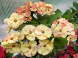 Euphorbia Milii PRECIOUS GOLD Crown of Thorns Corona De Cristo Cactus/Succulent