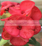 Euphorbia Milii SAFARI SUNSET Crown of Thorns Corona de Cristo Giant