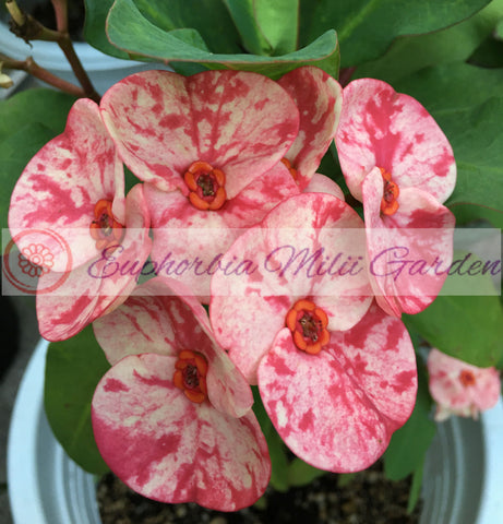Euphorbia Milii PEKASH Crown of Thorns Corona de Cristo Tropical Rare